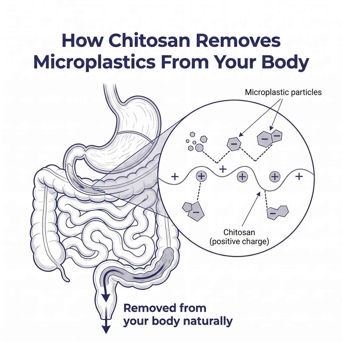 NutraPure Chitosan 1200mg